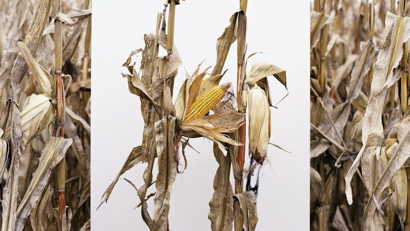 Predavanje: Mathieu Asselin, Monsanto